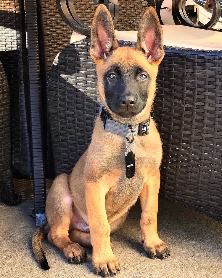 Back Rose malinois puppies