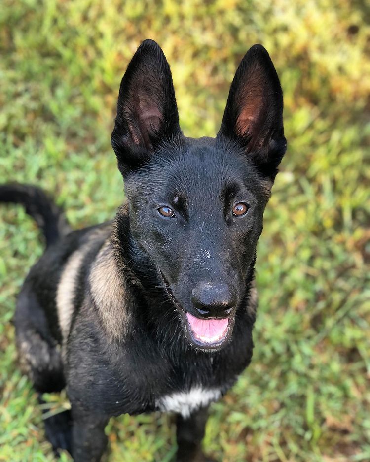 Back Rose malinois puppies