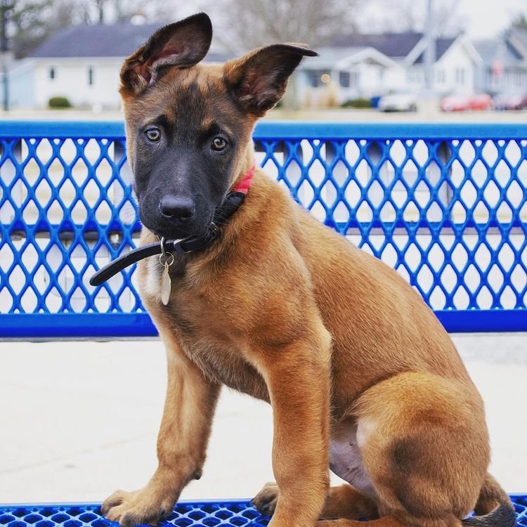 Back Rose malinois puppies