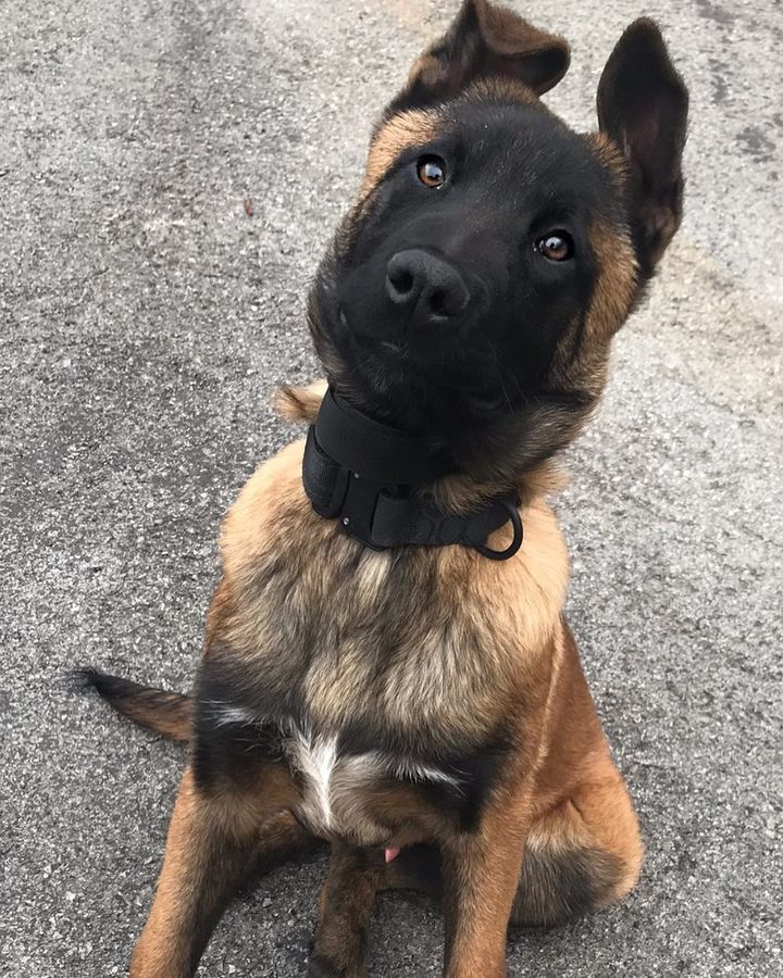 Back Rose malinois puppies