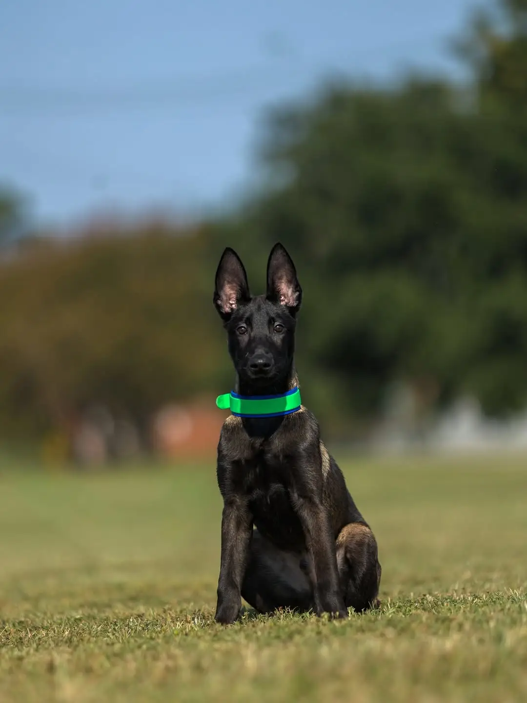 Back Rose malinois puppies
